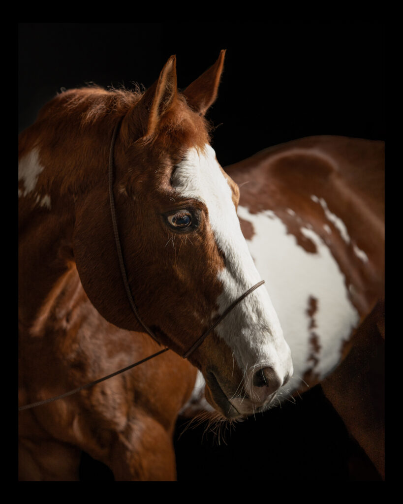 Carole Egger Portraits, fine art photography, children portraits, portraits, family photography, painterly editing, animal photography, horse photography