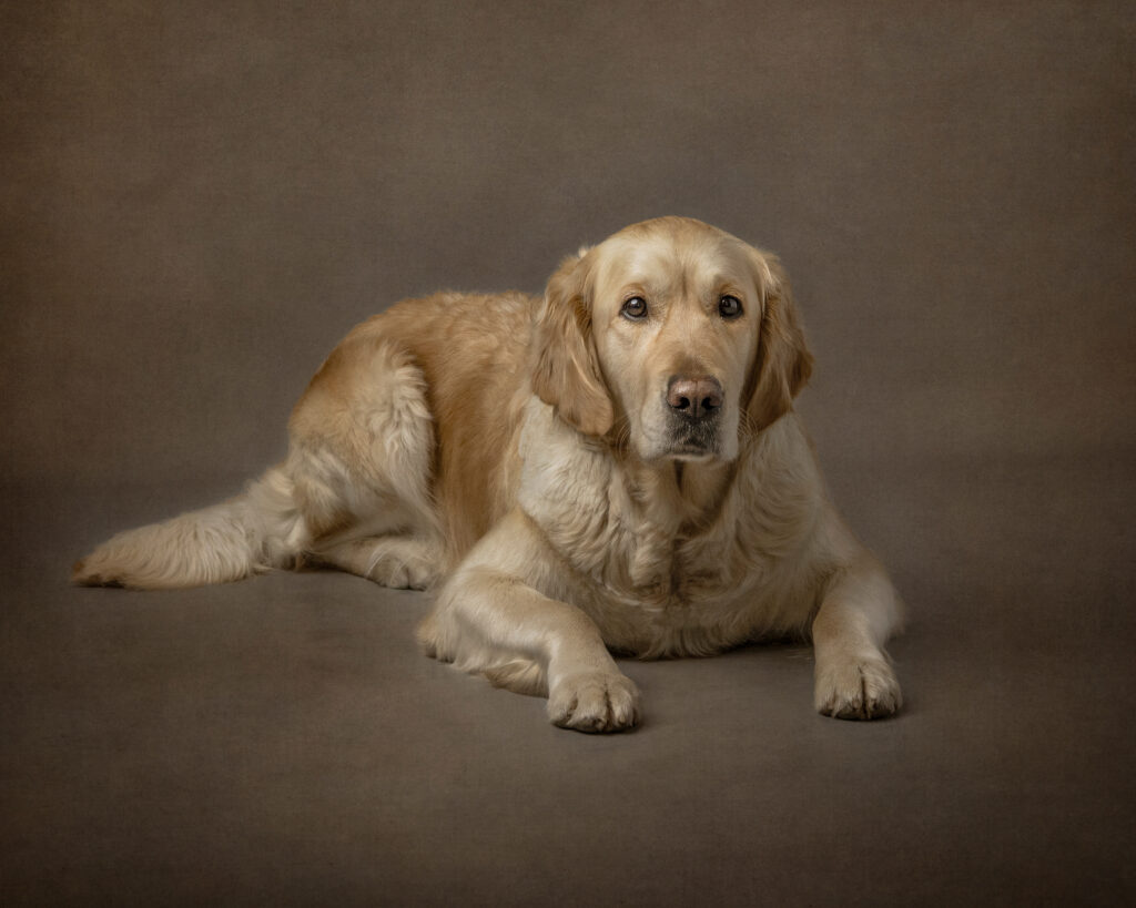 Carole Egger Portraits, fine art photography, children portraits, portraits, family photography, painterly editing, animal photography, dog photography